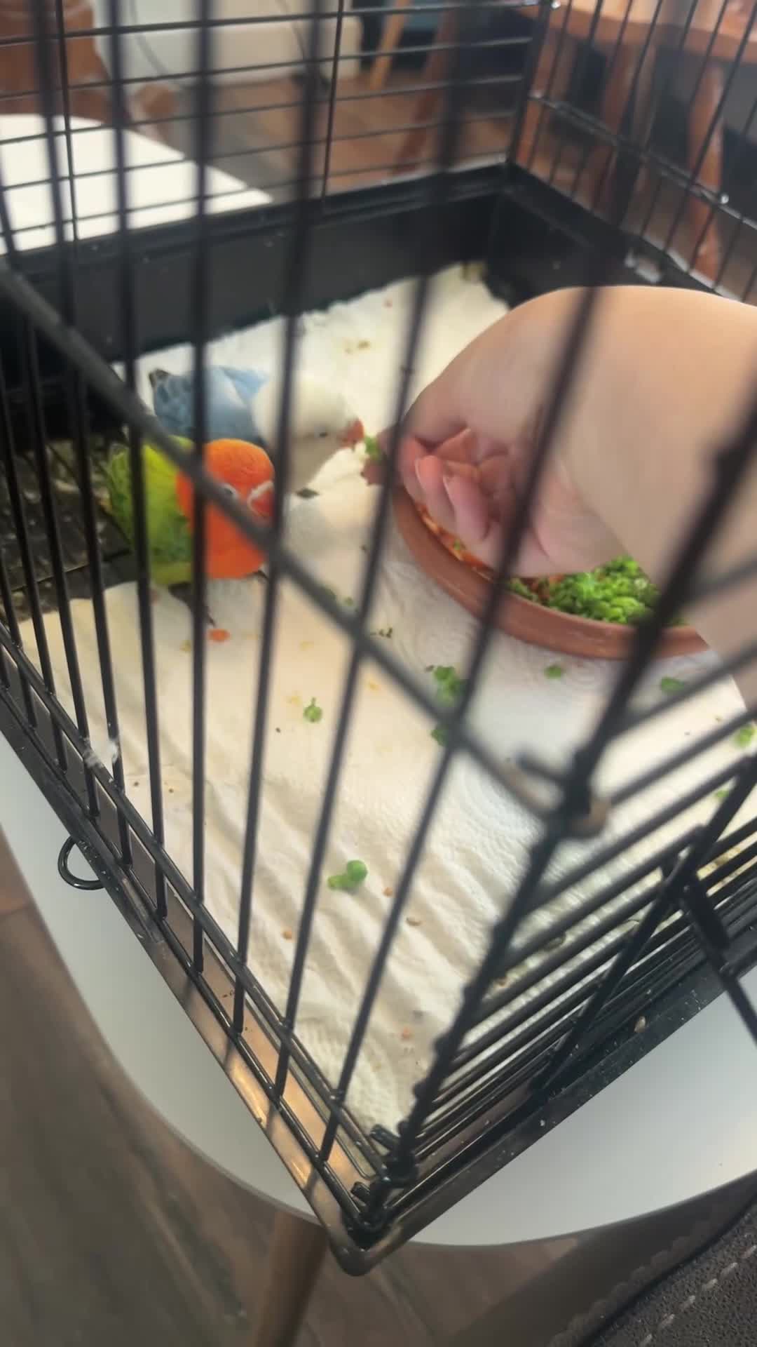 Lovebirds birds for sale: Baby hand-reared lovebirds - Video 5