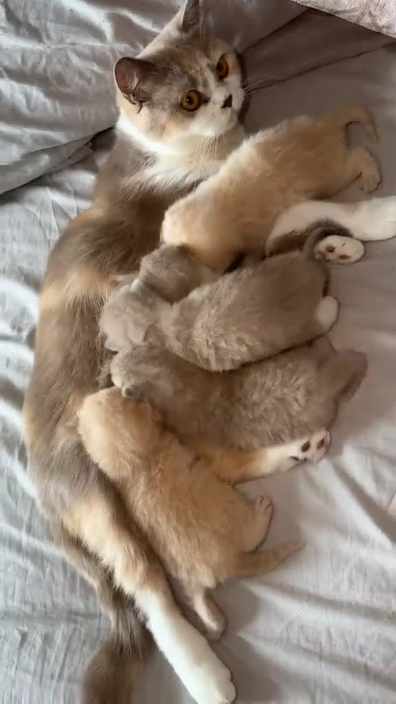 British Shorthair cats for sale: Adorable TICA Registered BSH Kittens  - Video 1