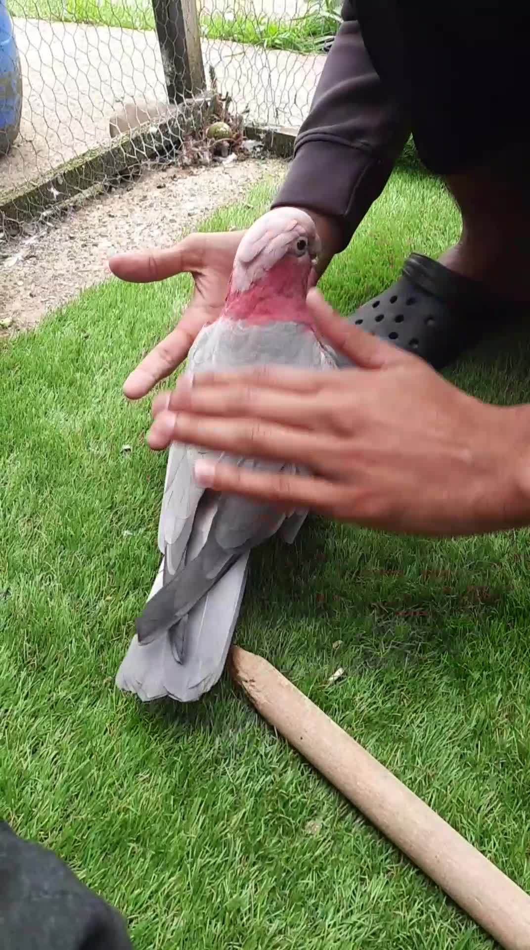 Cockatoo birds for sale: Cockatoo gala tamed lovely parrot  - Video 1