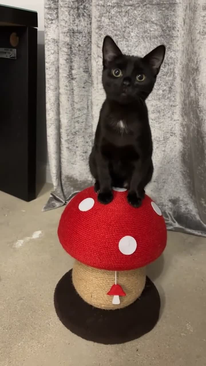 Domestic Shorthair cats for sale: Lola and nova  - Video 2