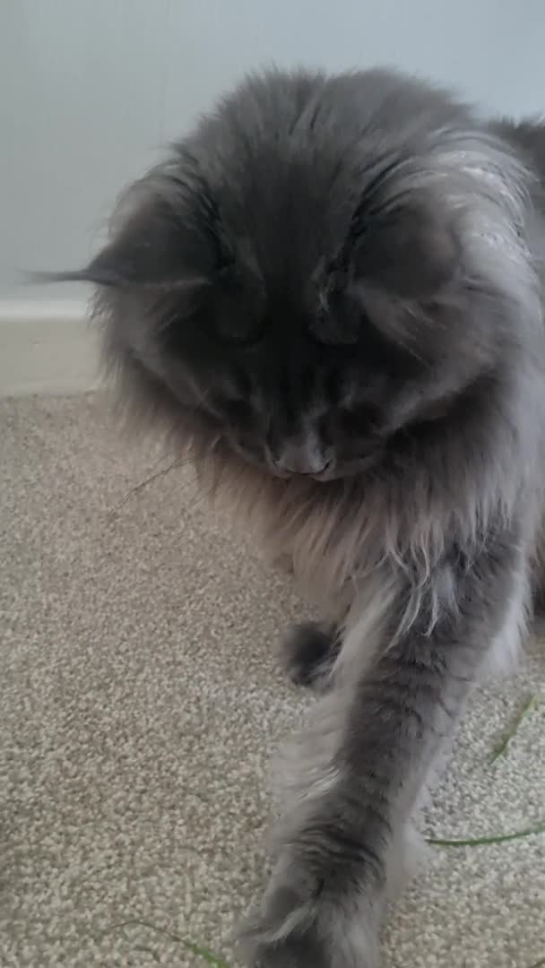 Maine Coon cats for stud: King-size Purebred solid blue Maine Coon for stud in Glasgow - Video 1