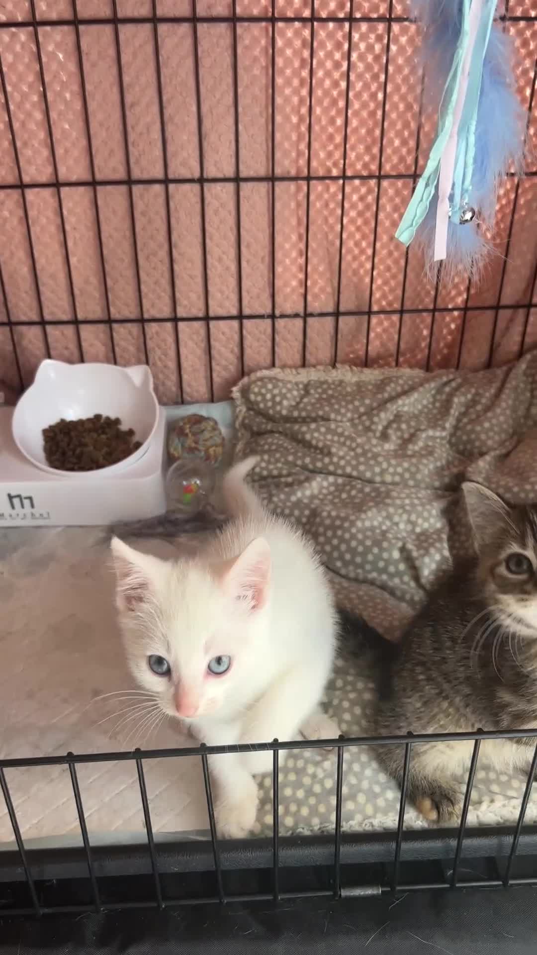 Turkish Angora cats for sale: 🐯 Last Beautiful Girl Turkish Angora kittens 🐯  - Video 1