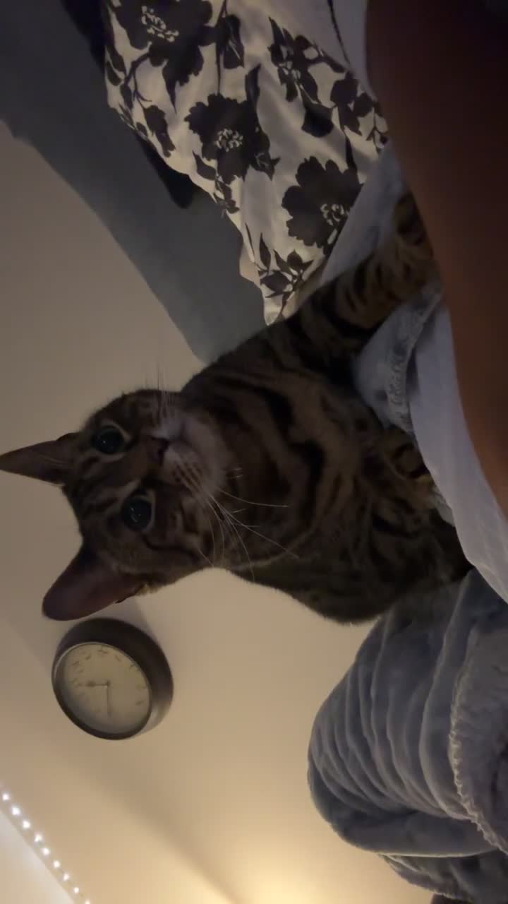 Mixed Breed cats for sale: Khaleesi, half bengal cat looking for a new home - Video 2