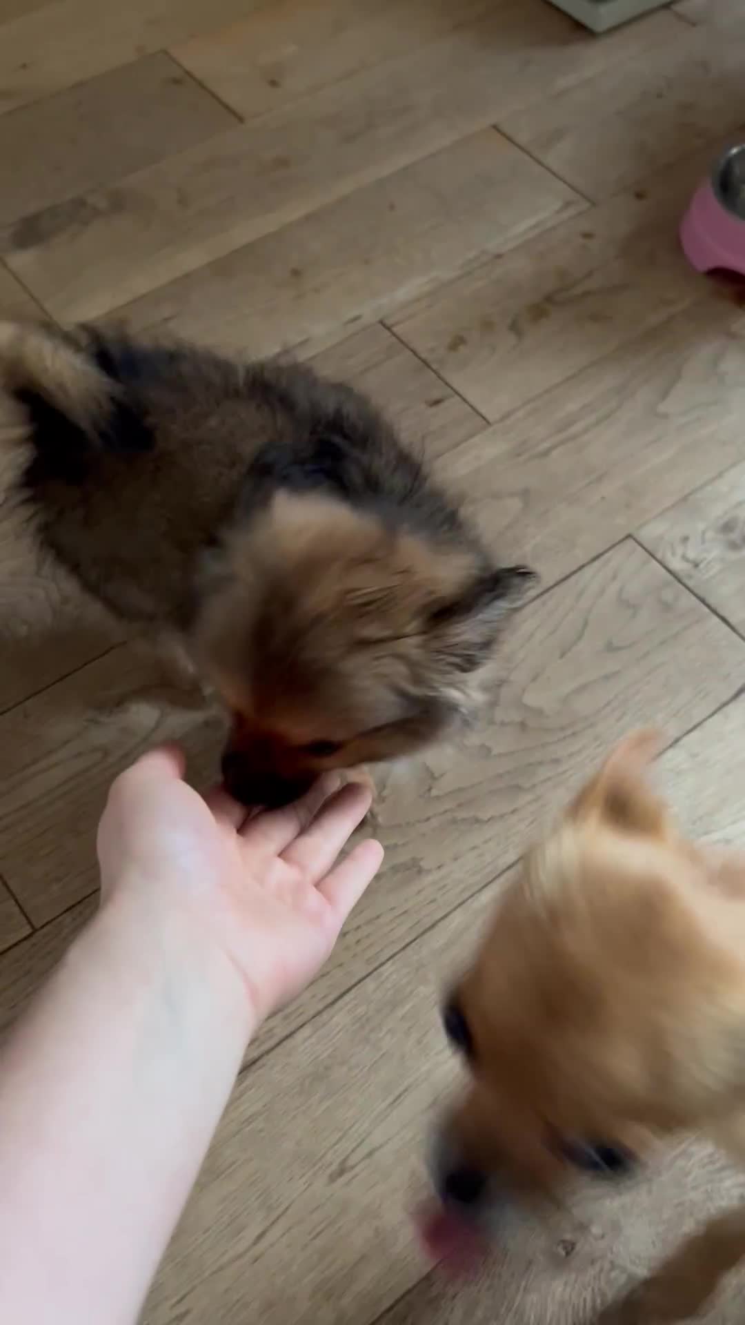 Pomchi dogs for sale: Gorgeous Pomchi girl  - Video 1