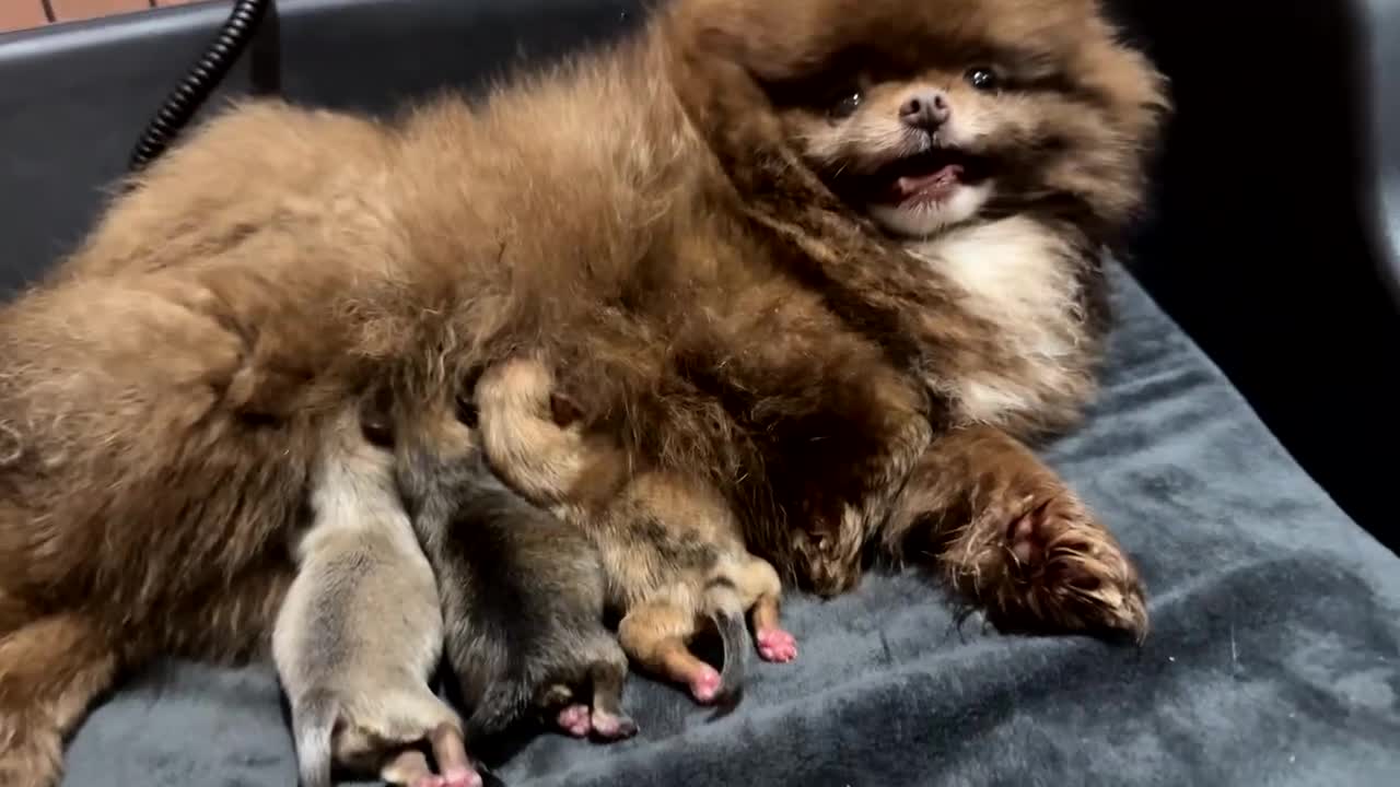 Pomeranian dogs for sale: TEDDY FACED POMERANIAN GIRL  - Video 1