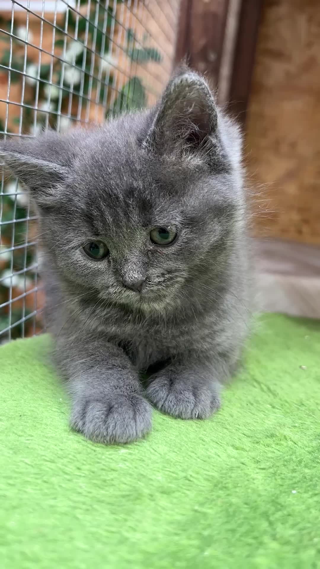 Mixed Breed cats for sale: 😍MAINE COON MIX BRITISHSHORTHAIR😍 in Southampton - Video 3