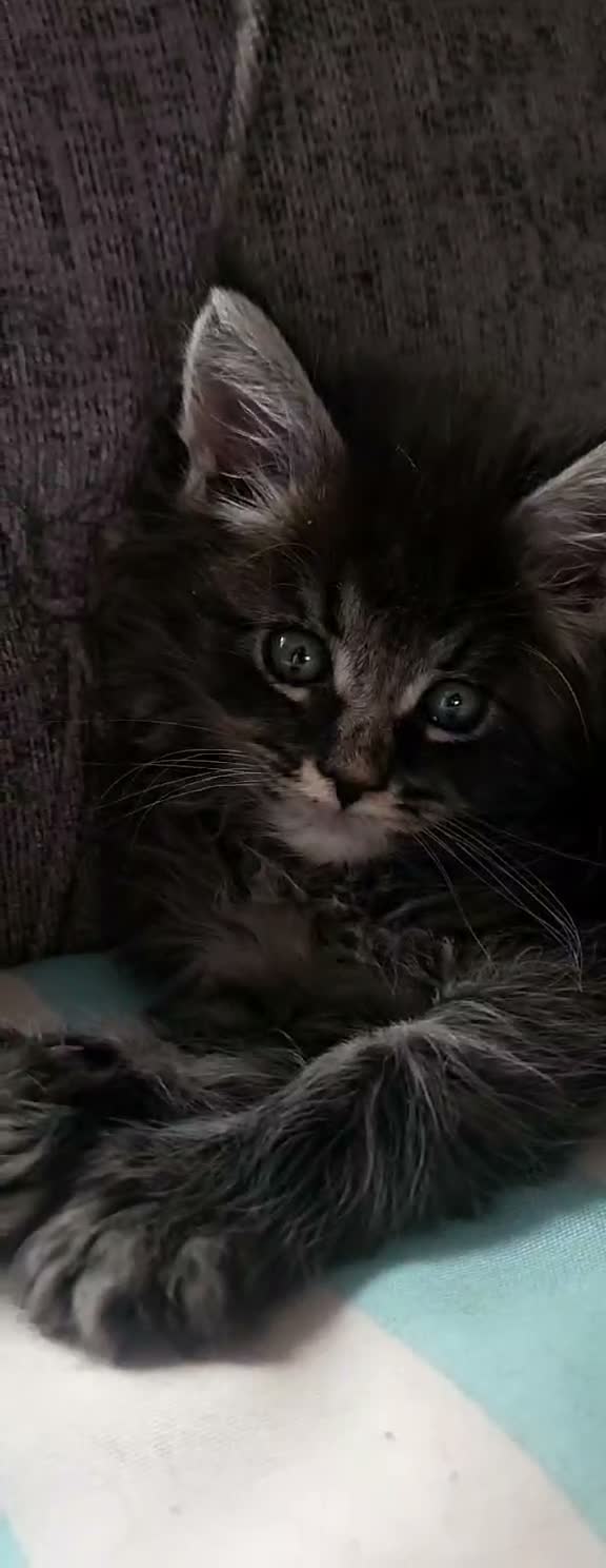 Maine Coon cats for sale: Two beautiful Maine Coon kittens in West Bromwich - Video 2