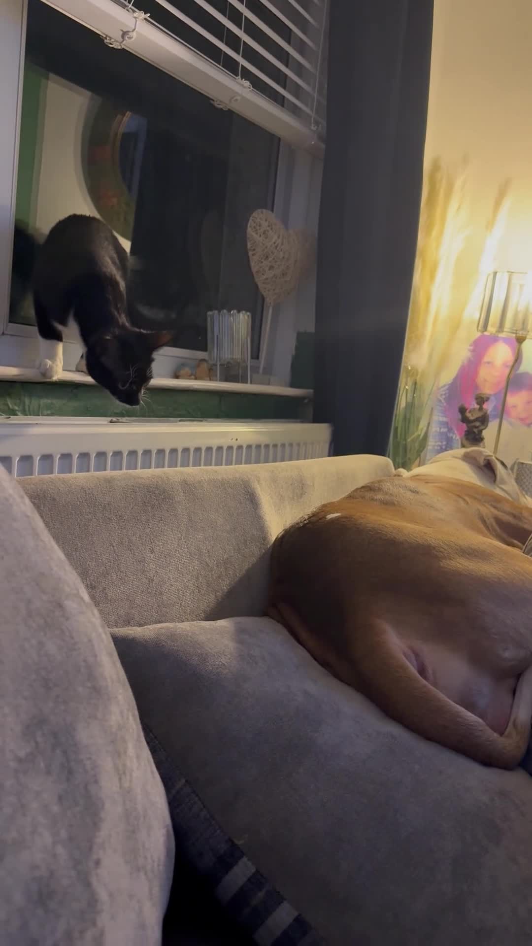 Mixed Breed cats for sale: Two female kittens 7 month old - Video 1