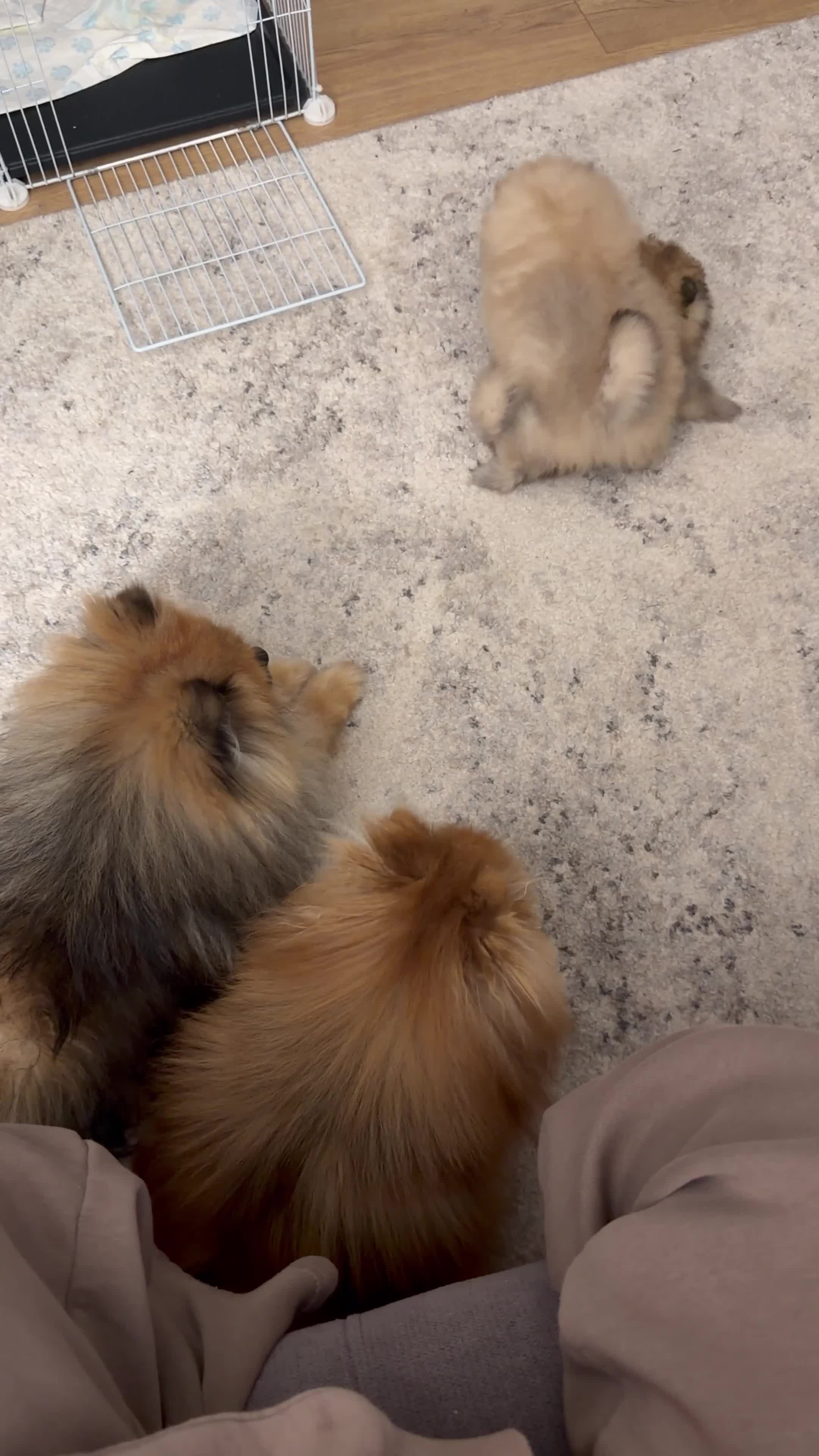 Pomeranian dogs for stud: Charlie – KC Registered Proven Pomeranian Stud - Video 1