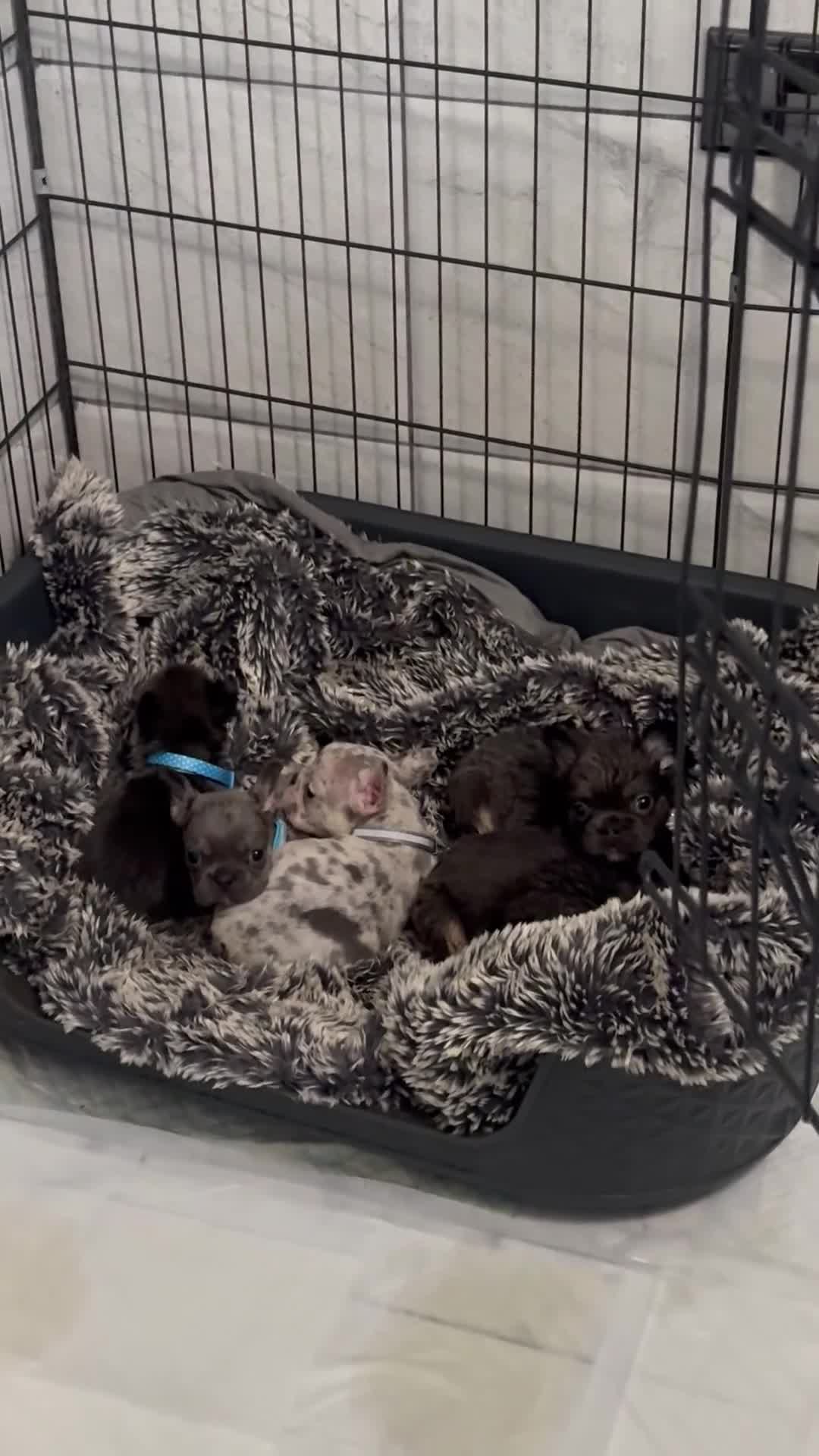 French Bulldog dogs for sale: Beautiful fluffy French bulldog pups - Video 1