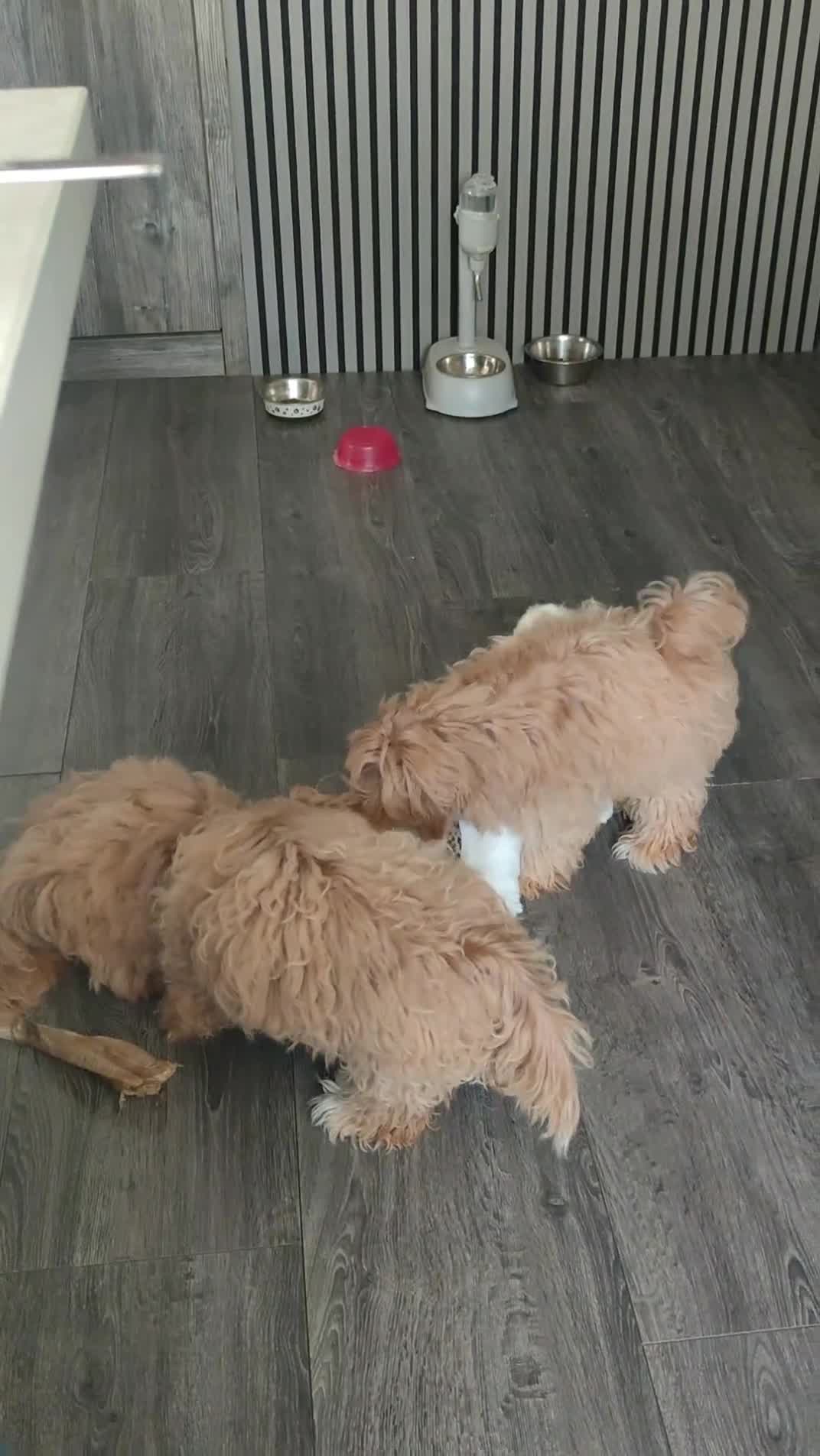 Maltipoo dogs for sale: F1 Asian Maltipoo puppies  - Video 1