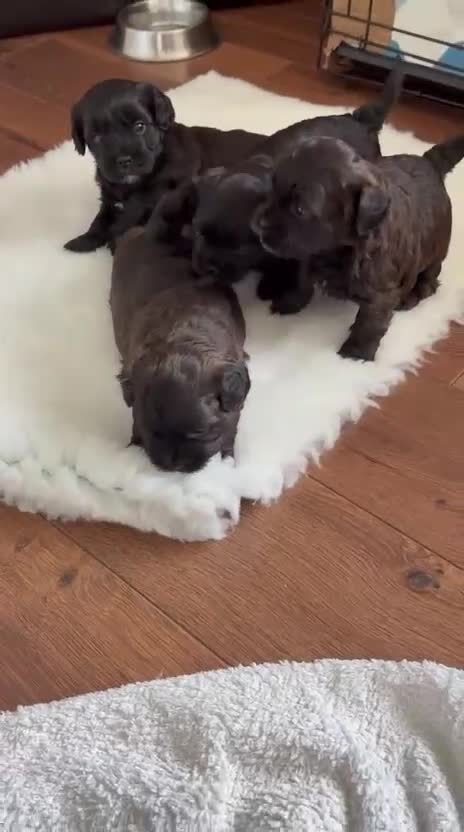 Shihpoo dogs for sale: Shipoo Puppies  - Video 2