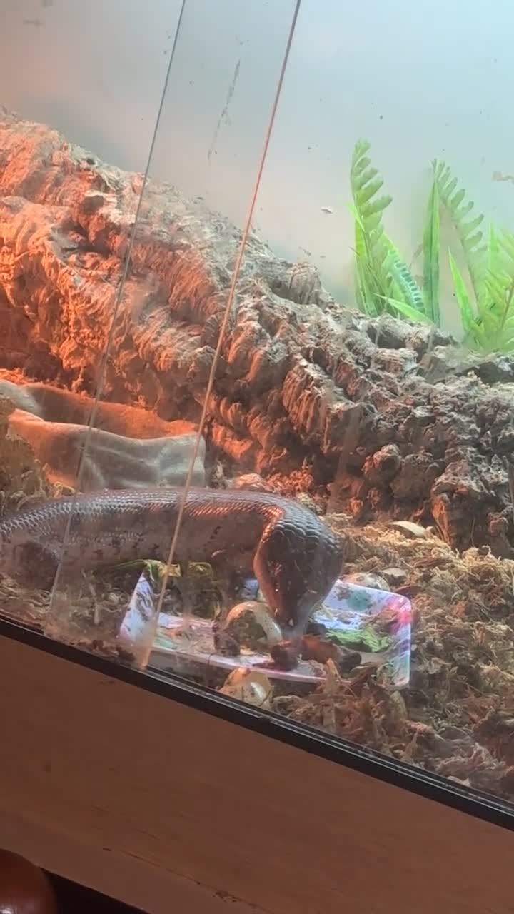 Skink reptiles for sale: Blue tongue skink - Video 1