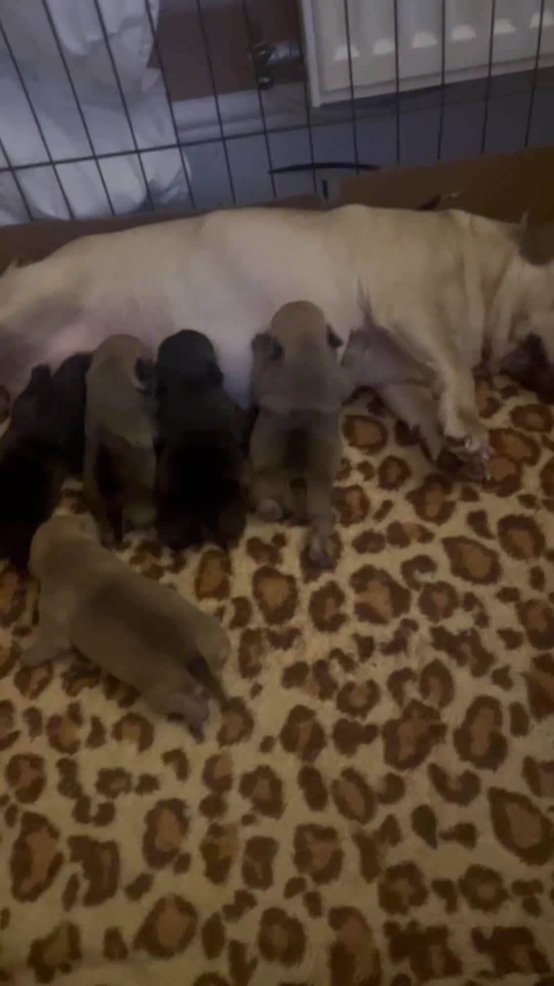 Jug dogs for sale: Jug pups  - Video 4