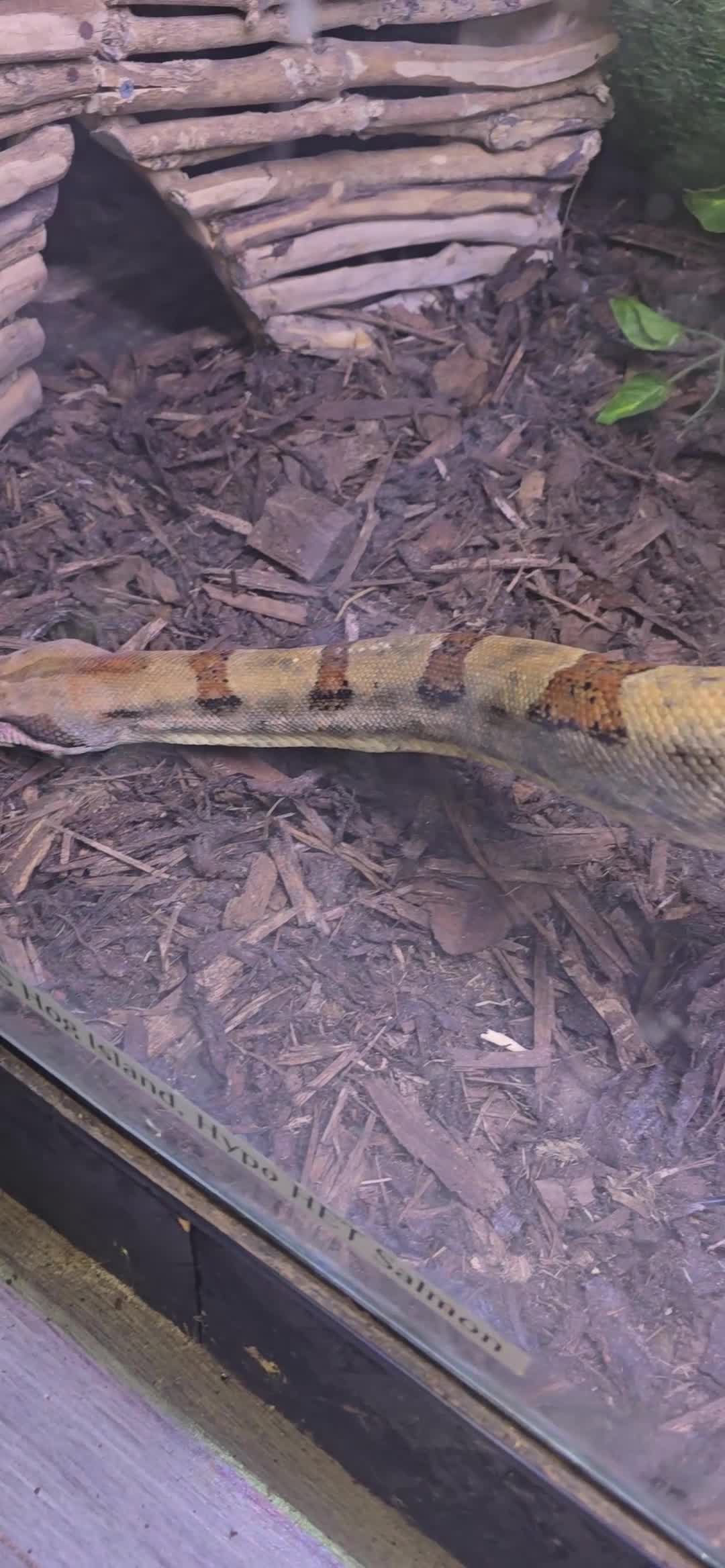 Boa Snake reptiles for sale: Adult Female Boa Constrictor salmon het hypo in Cambridge - Video 1