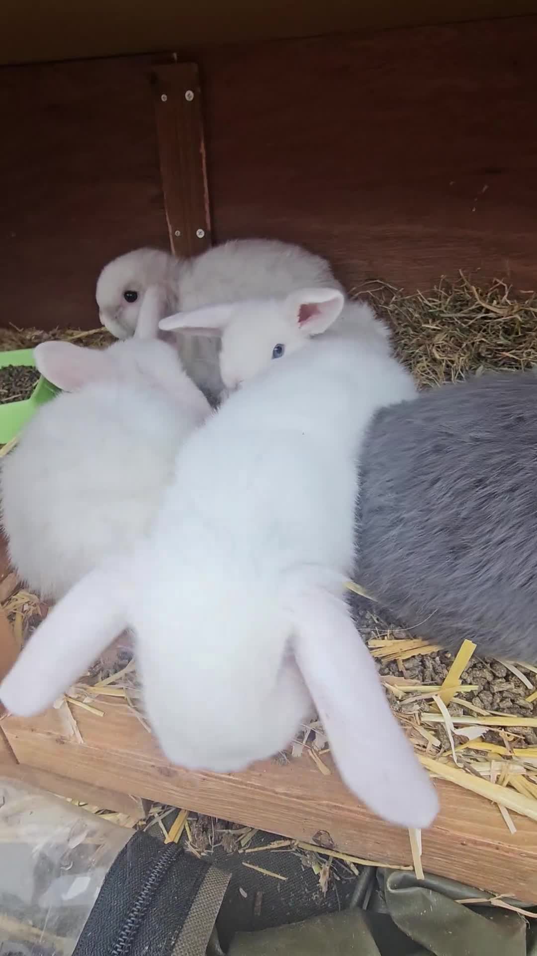 Mini Lop rabbits for sale: Pure Mini Lop Babies  - Video 1