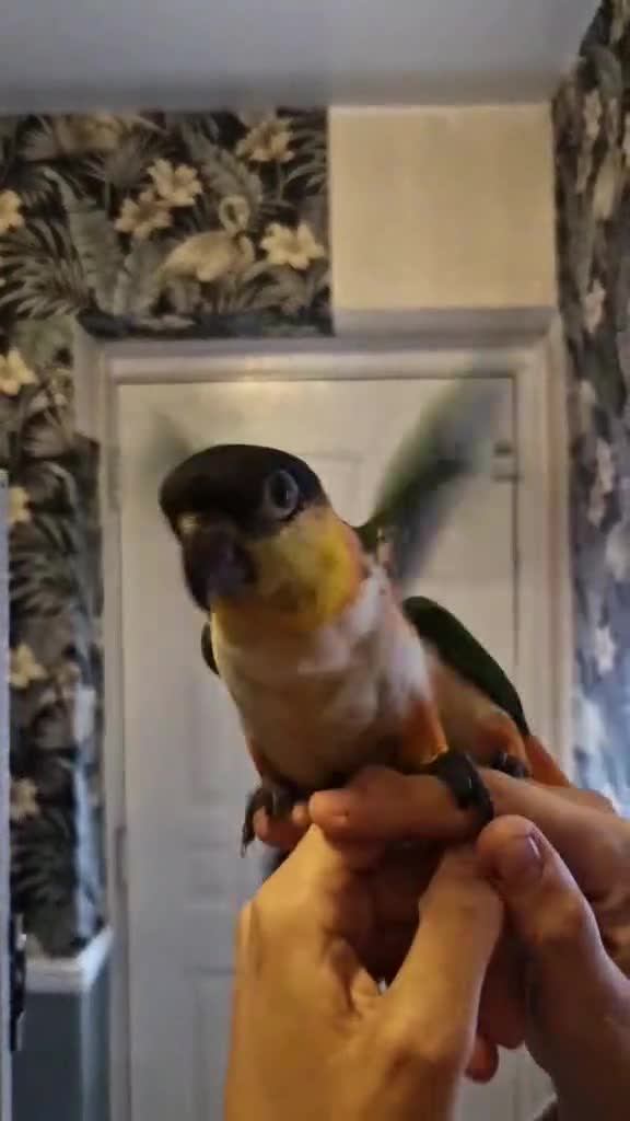 Parrots birds for sale: Caiques  - Video 2