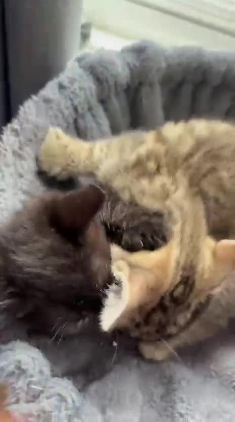 Mixed Breed cats for sale: 3 beautiful kittens ready now!  - Video 4