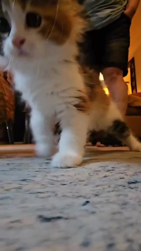 Maine Coon cats for sale: Gccf maincoon kittens. Ready from the 20th Sept  - Video 4