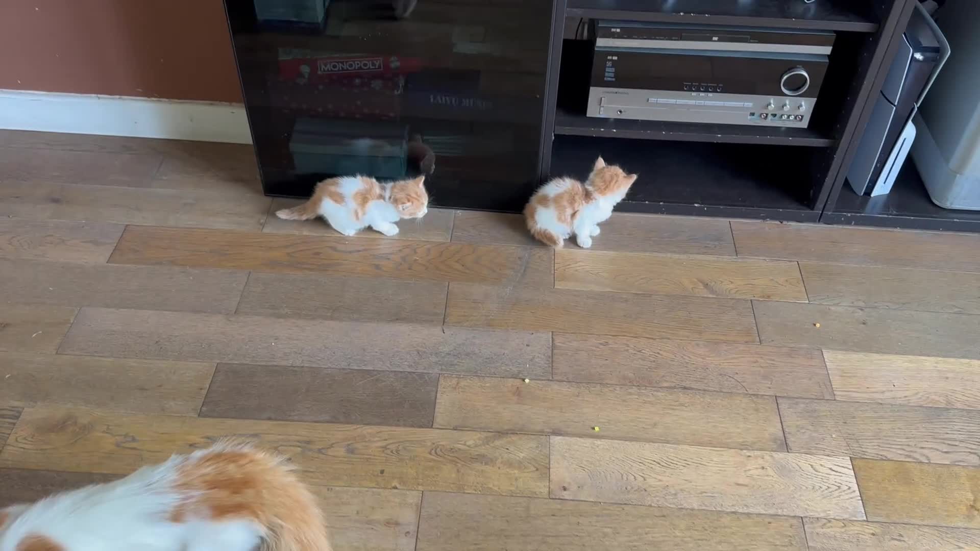Mixed Breed cats for sale: Mixed Persian and Turkish Angora Kittens  - Video 1