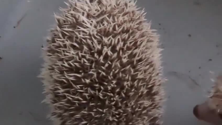 Pygmy Hedgehog rodents for sale: 2 Beautiful female african pygmy hedgehogs   in High Wycombe - Video 1