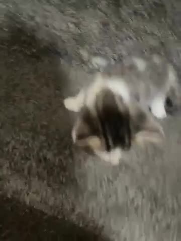 British Shorthair cats for sale: Kittens for sale - Video 2