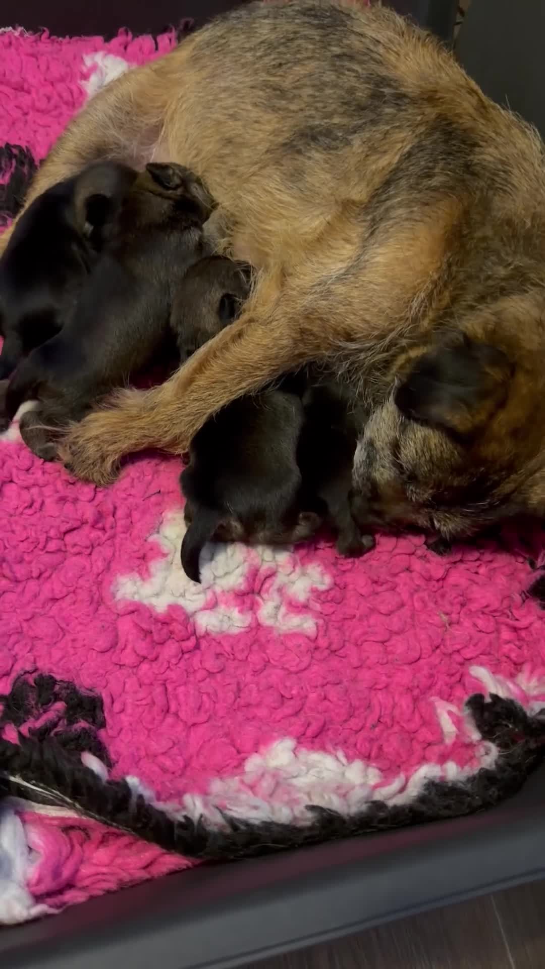 Border Terrier dogs for sale: Superb show quality slem free Border Terrier pups in Newton Abbot - Video 1