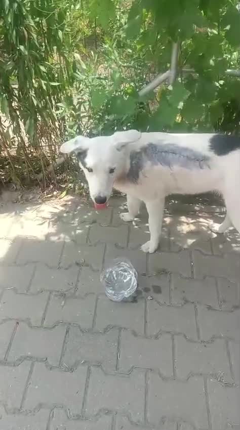 Mixed Breed dogs for adoption: BIANCA, a Superb little Girl, for a Loving Home - Video 2
