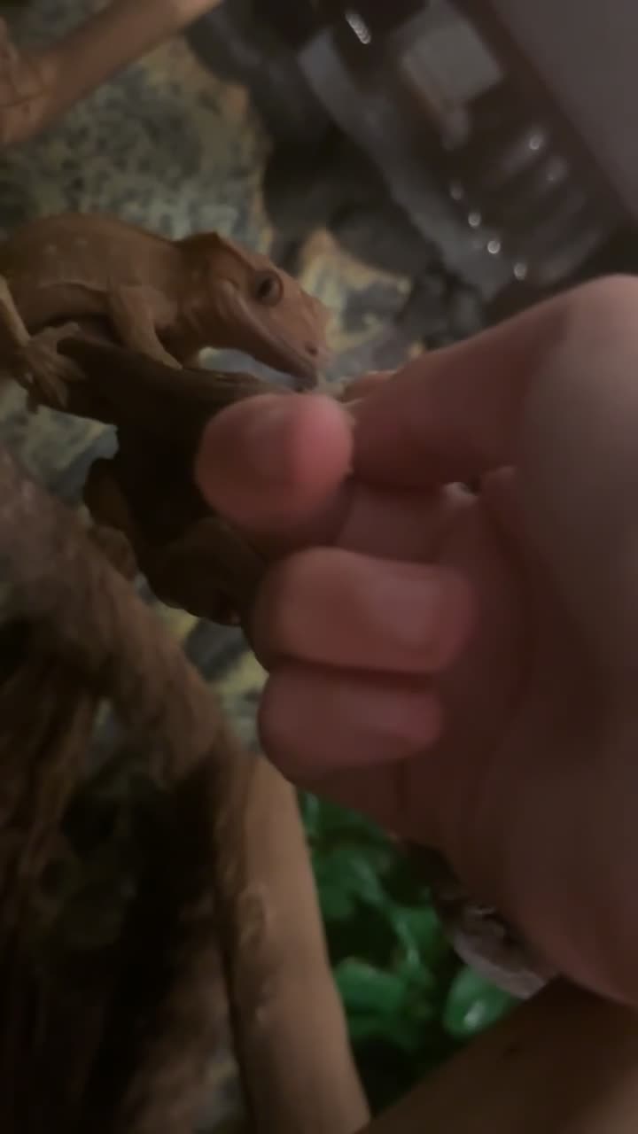 Gecko reptiles for sale: Crested gecko with whole set up - Video 1