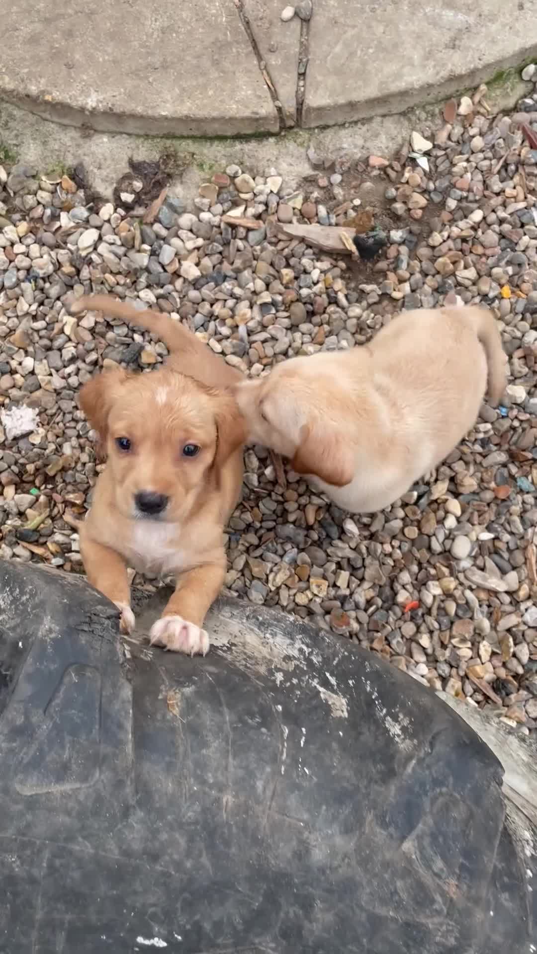 Labrador Retriever dogs for sale: Stunning Labrador puppies ready Wednesday!!! - Video 1