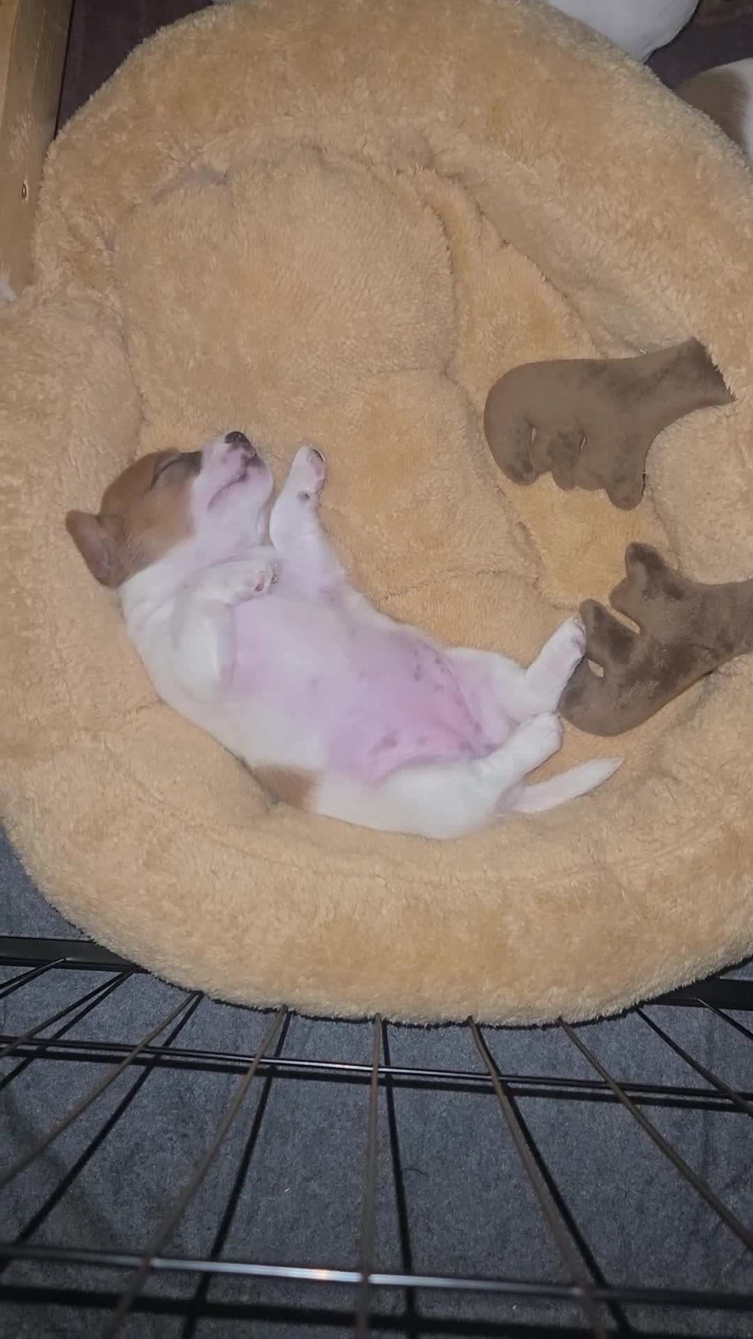 Jack Russell dogs for sale: Jack Russell puppies tri colour  - Video 1