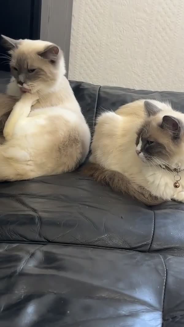 Ragdoll cats for sale: 1 year old Ragdoll boy  - Video 1