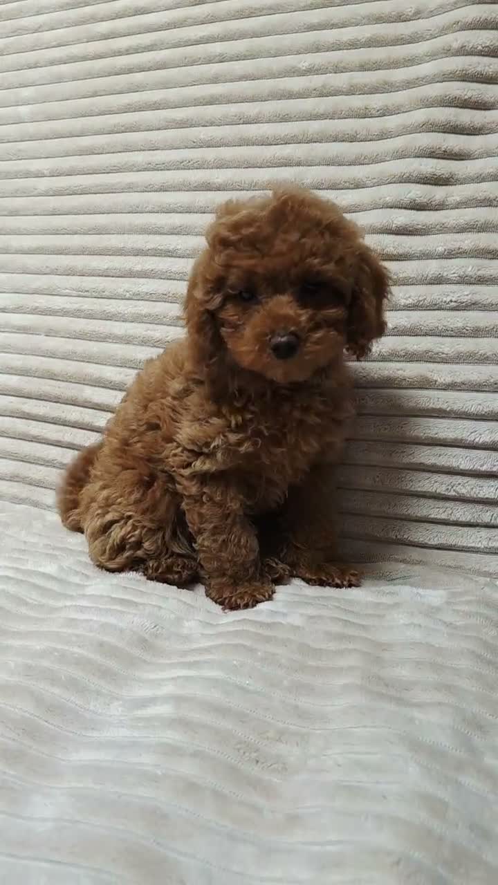 Toy Poodle dogs for sale:  Red Toy Poodle Puppies – Asian Teddy Bear Type in Motherwell - Video 1