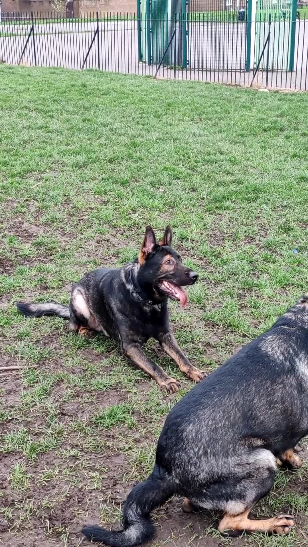 German Shepherd dogs for stud: KENSESQUI SIMBA (Simba) - Video 1