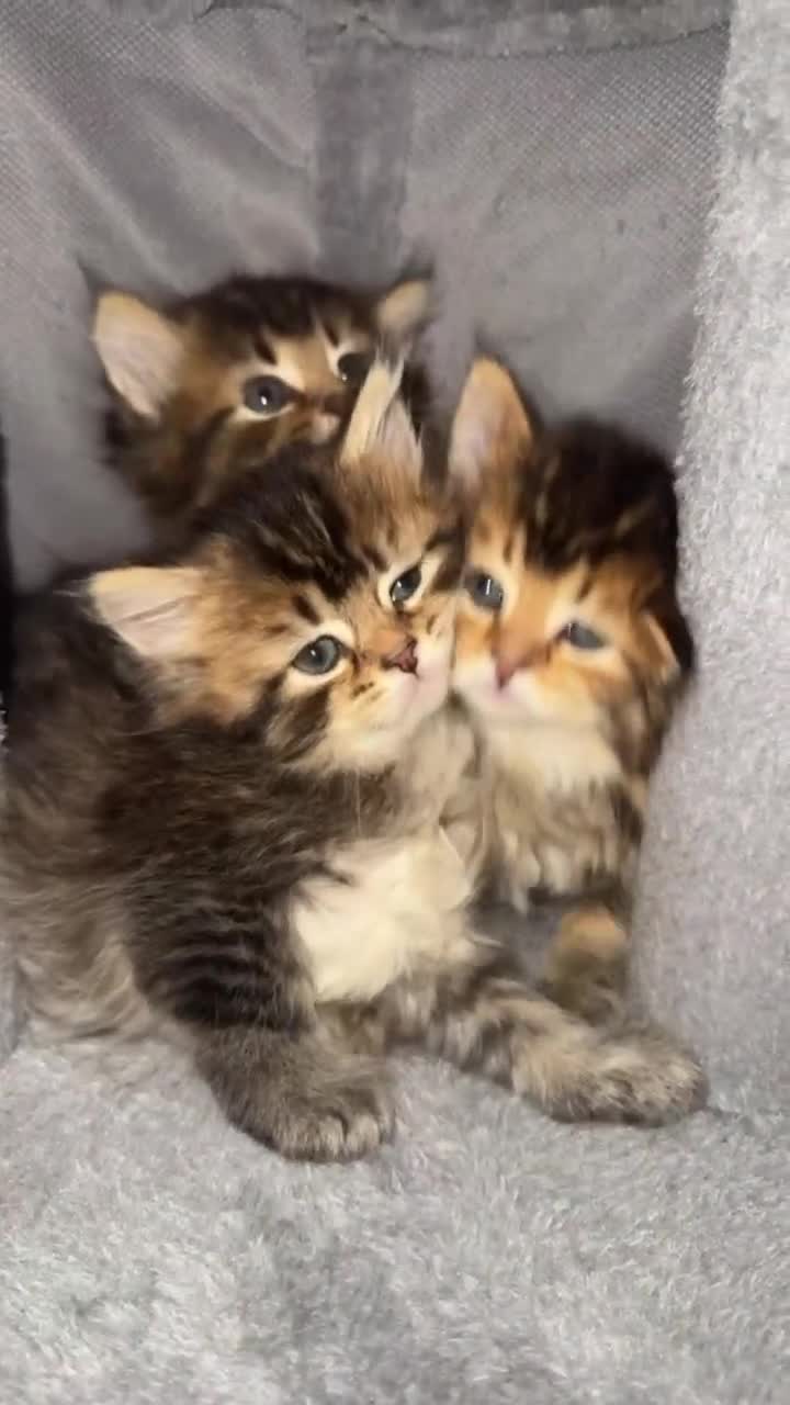 Scottish Fold cats for sale: Scottish Fold / British Short Hair and Tabby mix  - Video 1