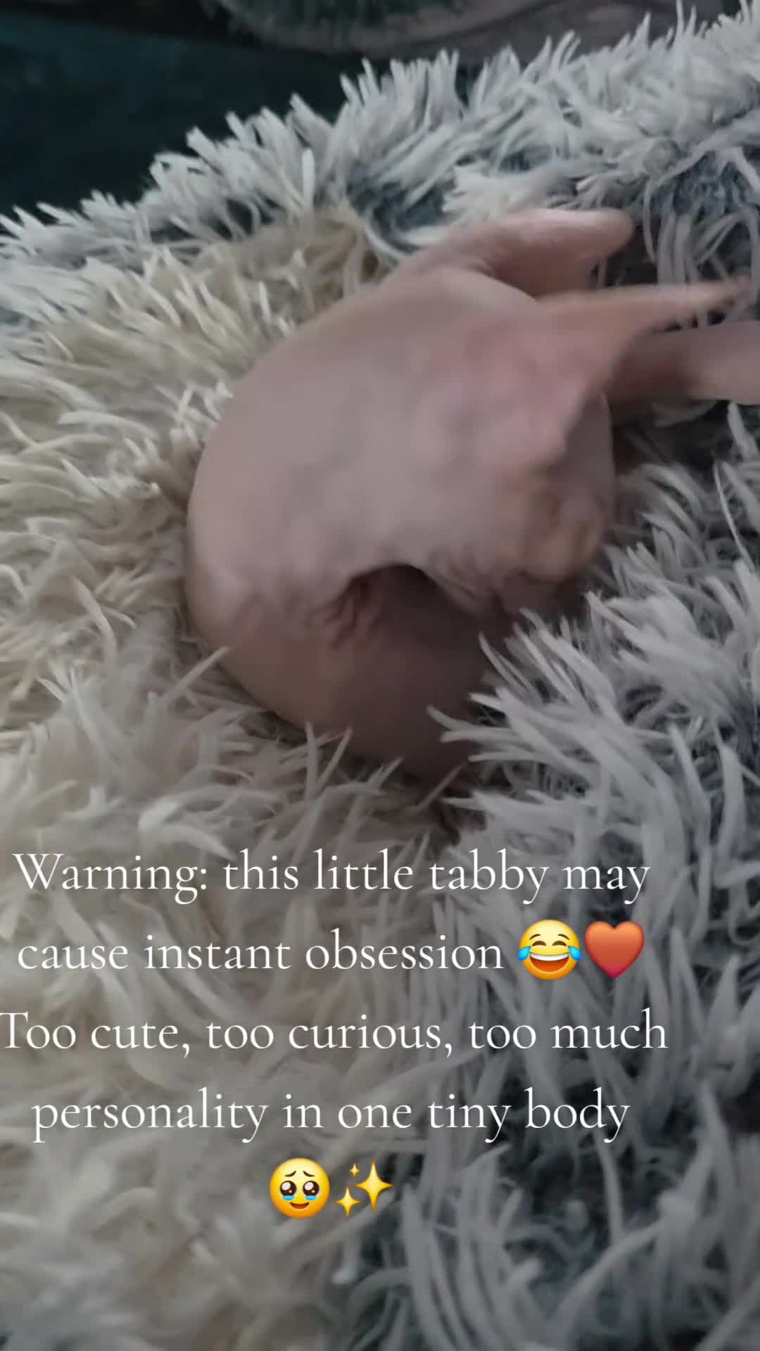 Sphynx cats for sale: Last 2 Beautiful Sphynx Boys Available 💙💚 - Video 5