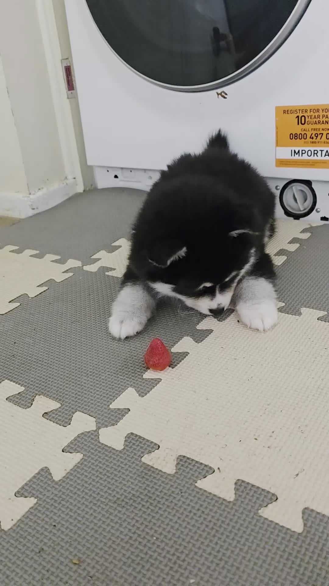 Pomsky dogs for sale: Gorgeous Pomsky READY NOW - Video 1