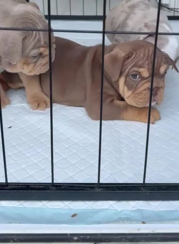 English Bulldog dogs for sale: ***REDUCED*** English bulldog Fully KC registered  - Video 1