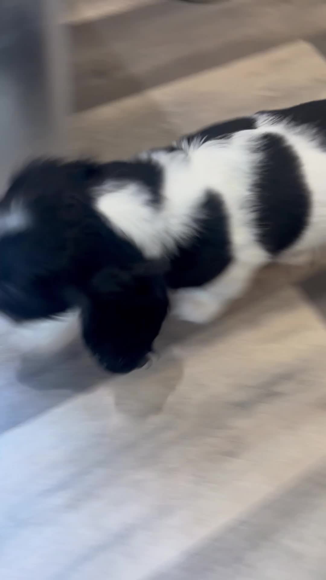 Cavapoo dogs for sale: X2 Beautiful Cavapoo puppies ready to leave   - Video 1