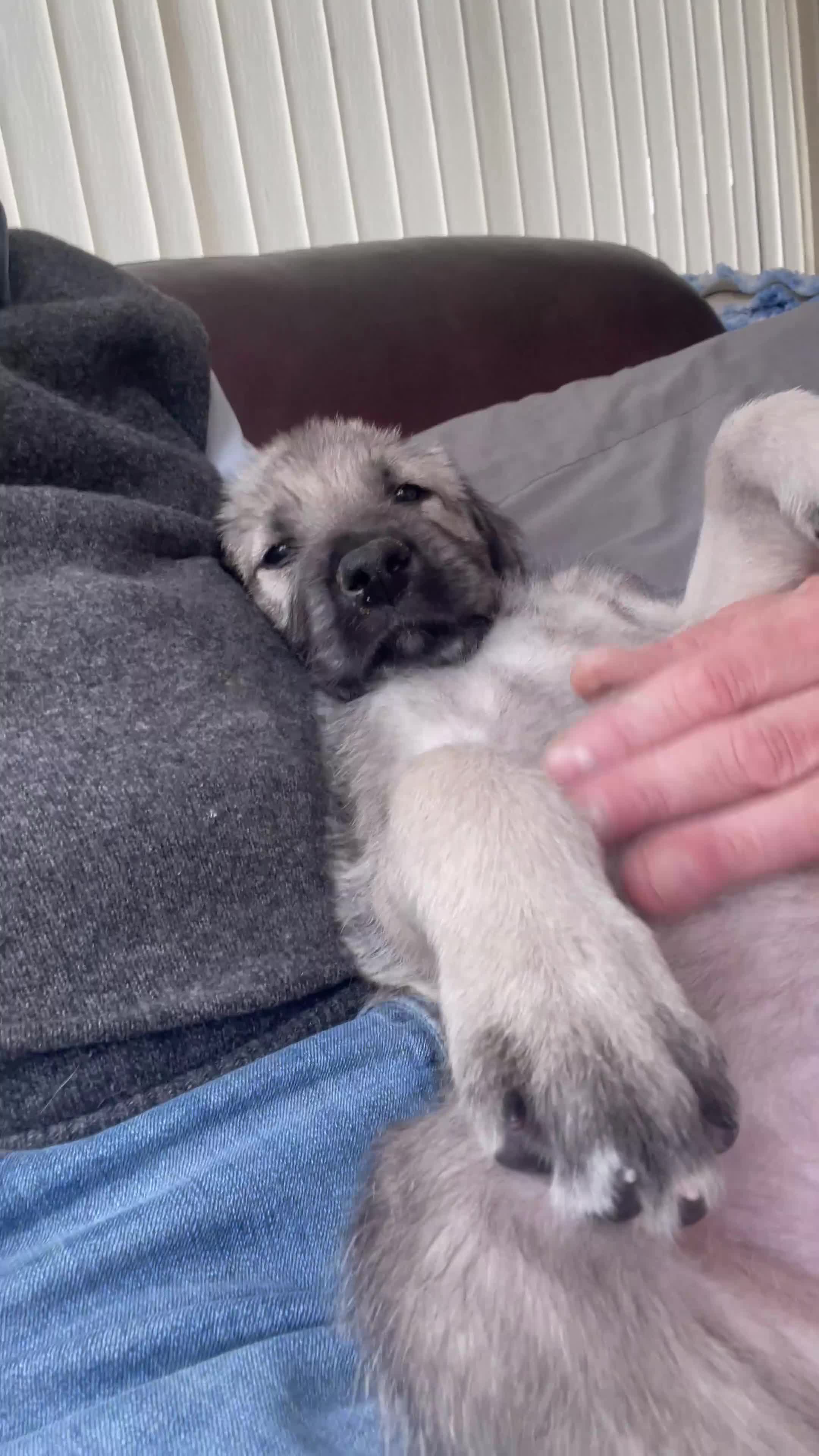 Irish Wolfhound dogs for sale: Beautiful Irish wolfhound puppies  - Video 2