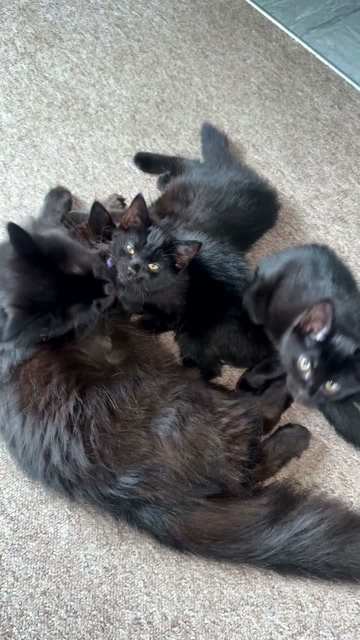 Norwegian Forest Cat cats for sale: Quarter Norwegian kittens  - Video 1