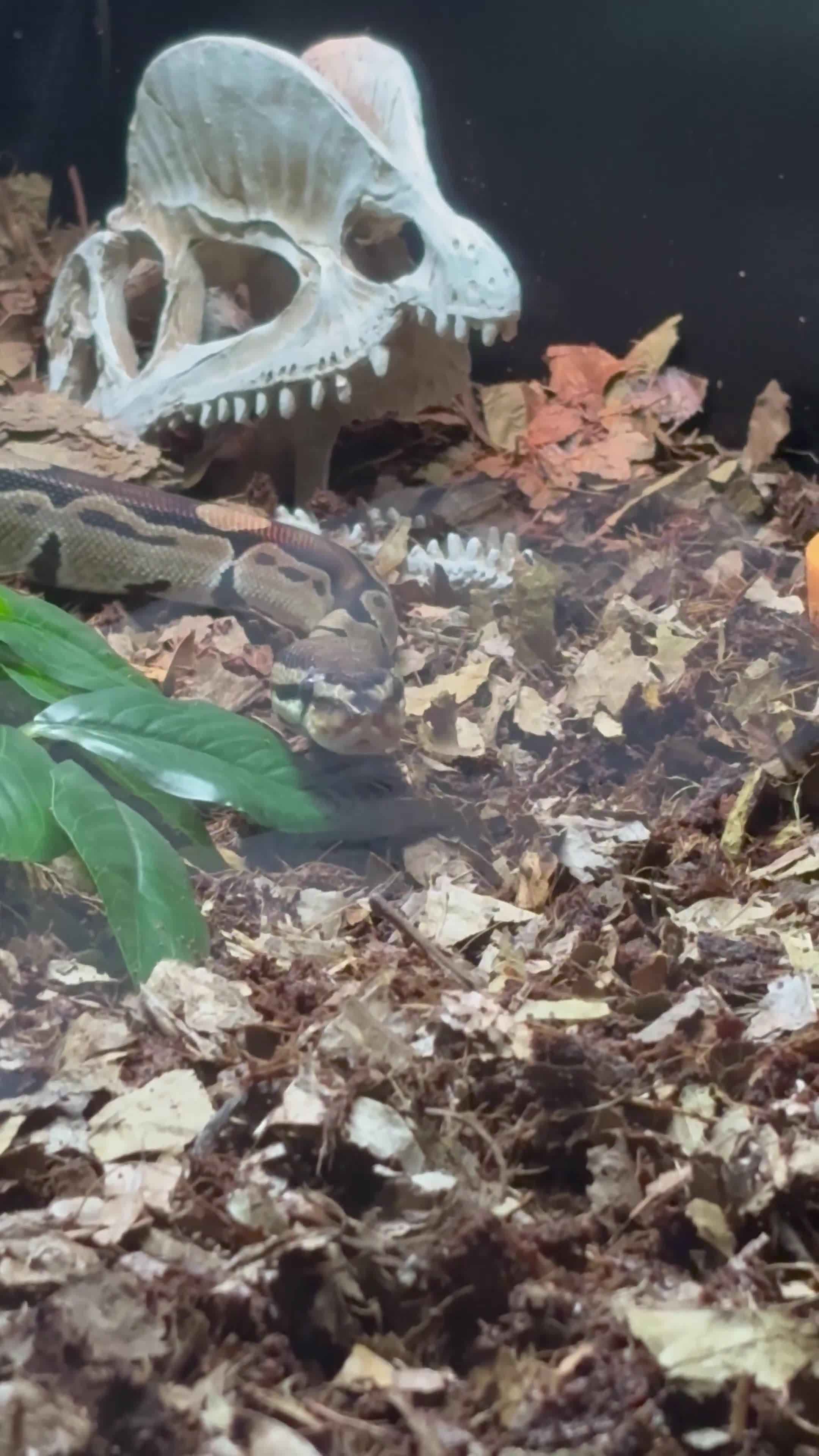 Python Snake reptiles for sale: Reggie the Loving Royal Python - 3 Years Old - Video 2