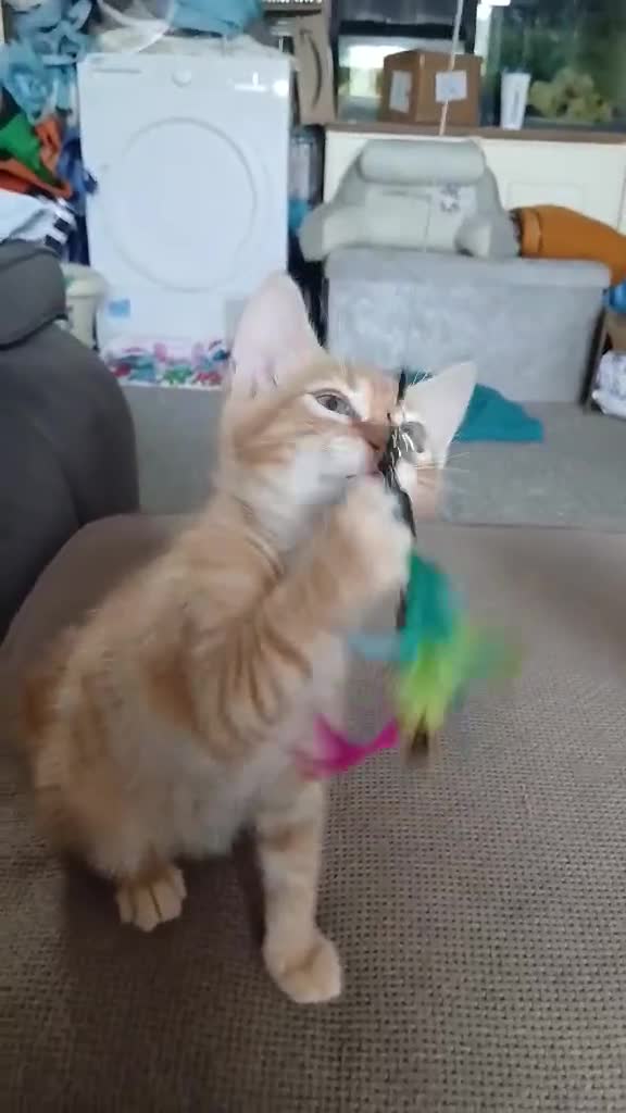 Domestic Shorthair cats for sale: 2 twin Kittens - Video 1