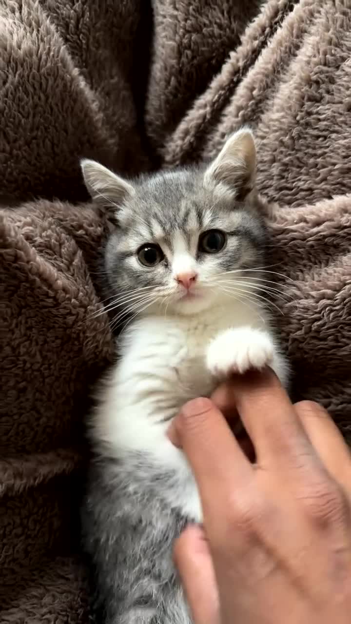 British Shorthair cats for sale: British Shorthair kitten - Video 1