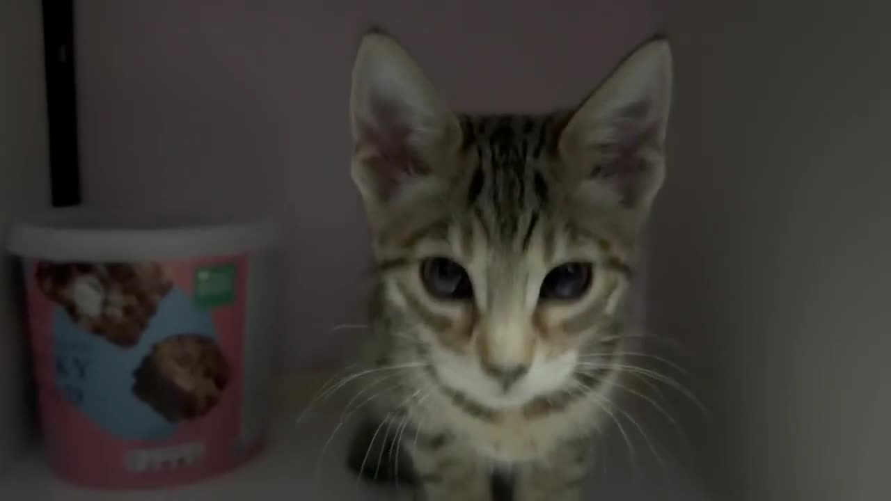 Bengal cats for sale: Brown Bengal Kitten - Video 1