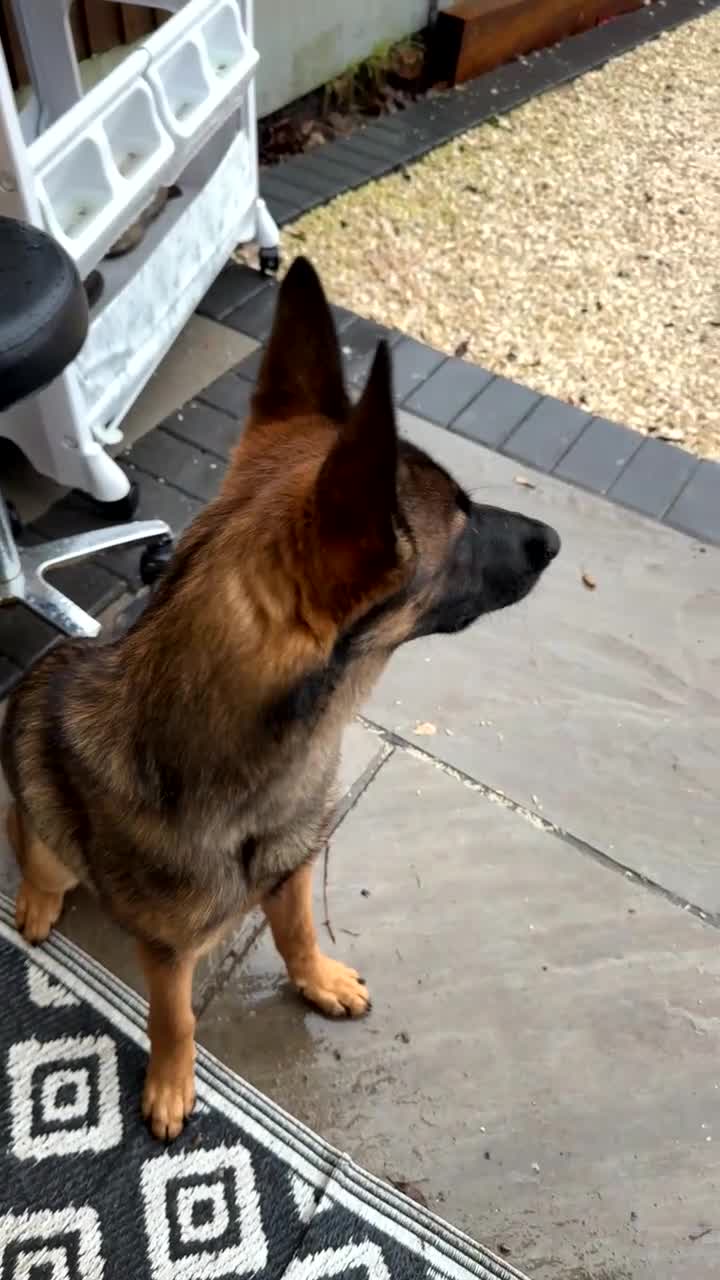 Belgian Shepherd Dog dogs for sale: Belgian malinios   - Video 2