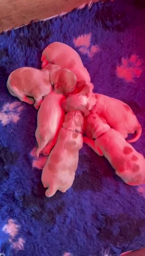 Cocker Spaniel dogs for sale: Fabulous Cocker Spaniel Pupies - Video 2