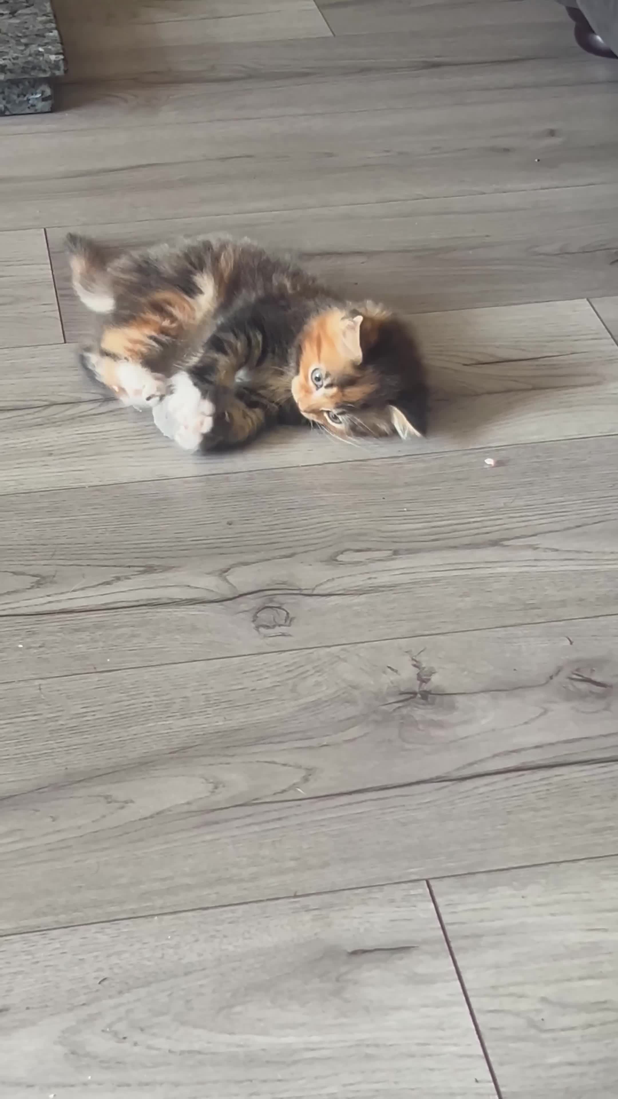 British Longhair cats for sale: 2 female kittens looking for their loving home - Video 1