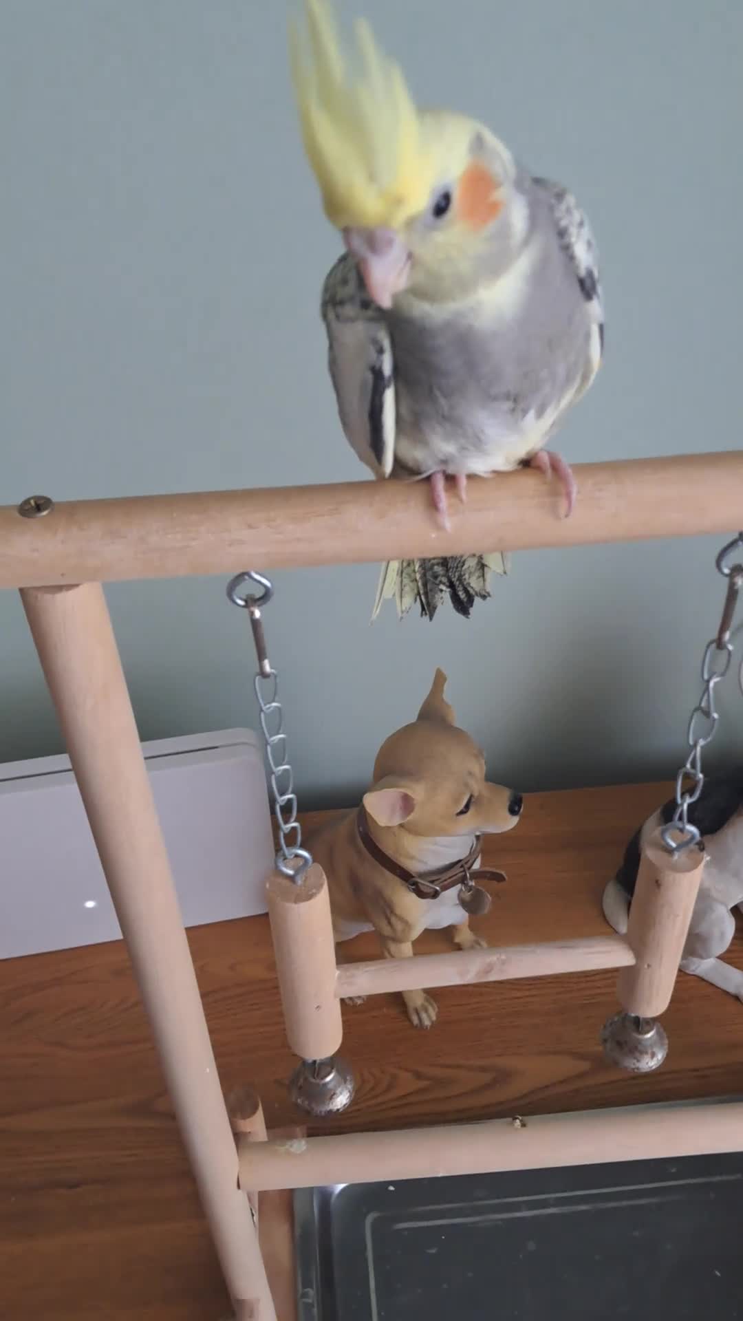 Cockatiels birds for sale: Hand reared baby cocktails ready now very tame  - Video 2