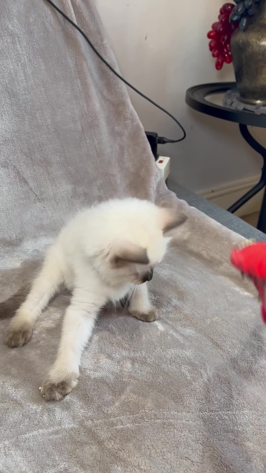 Ragdoll cats for sale: 😻Pure Ragdoll Kittens looking for loving home ❤️ - Video 4